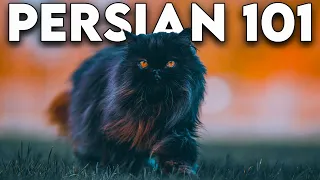 Persian Cat 101 - Literally Everything You Need To Know (Updated)