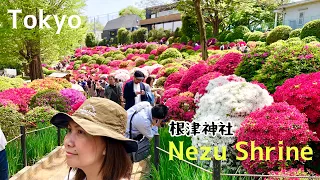 Tokyo Azalea Garden【根津神社つつじ祭】super amazed ❤️nezu shrine