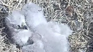 SWFL Eagles~CROW  will be removing the eaglet from the nest for Rehab~1:37 pm 2021/01/29