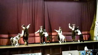 Танцы с собаками - "Мишки и зайчата"- самый любимый танец всех малышей города