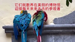一对散养在市中心博物馆的甜蜜鹦鹉 A pair of sweet parrots roaming freely in a downtown museum.