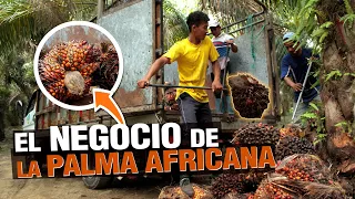 La Palma Aceitera o Palma Africana todo sobre el cultivo 🌴