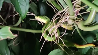 2 trimeresurus with white lips