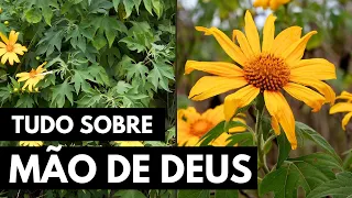 MÃO DE DEUS OU MARGARIDÃO: A PLANTA QUE IRÁ TE AJUDAR MUITO!