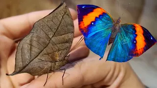 Butterfly looks like leaf | Kallima inachus | Dead Leaf Butterfly | Orange Oakleaf | Indian Oakleaf