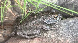 Remote and Rugged - Part 2 of a documentary about Western Australia's south-coast