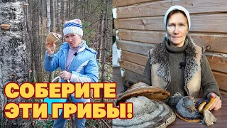 ТРИХОДЕРМА ВЫРАЩИВАНИЕ В ДОМАШНИХ УСЛОВИЯХ