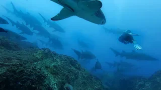 Diving With Over 50 Sharks | GoPro HERO7 4K