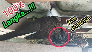 Burung tekukur bersarang di genting