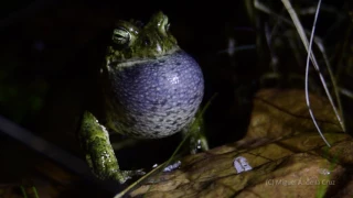 CANTO DEL SAPO CORREDOR (Bufo calamita)