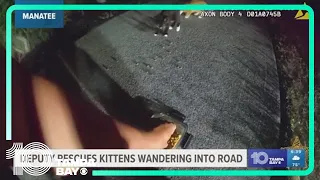 Manatee County deputy rescues kittens from busy road