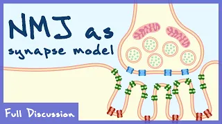 Neuromuscular Junction As The Model For Chemical Transmission (Neurophysiology) | Full Discussion