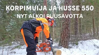 Korpimuijan uusi Husqvarna 550 xpg ja puusavotan aloitus