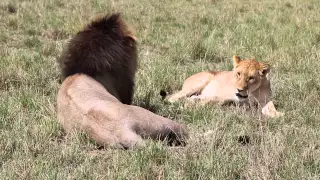 Lions mating - Maasai Mara 2014-11-23