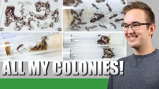 ALL MY ANT COLONIES | End 2021 - Ant Holleufer