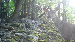 Záznam z fotopasti (Javorníky) - 06/2020, (C) 2020 FOREST