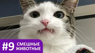 Смешные животные - коты, собаки и другие / Funny animals - cats, dogs and others #9