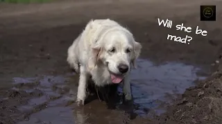 Dog in the mud!  Doggie mummy get mad ?!