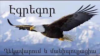 №9   Էգրեգոր: Էգրեգորների տեսակները: