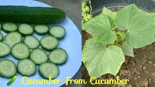 How To Grow Cucumber From Cucumber