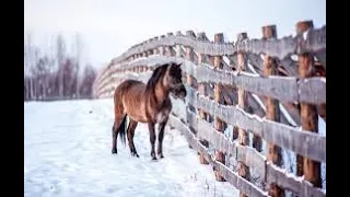 Стишок про Лошадку