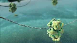 Harvard MCB - BioVisions Lab: The Inner Life of the Cell (Narrated)