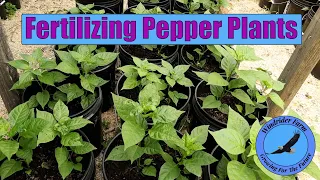 Fertilizing Pepper Plants