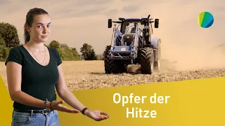 Rekord-Dürre 2020! So heftig leiden Bauern und Tiere | on:spot