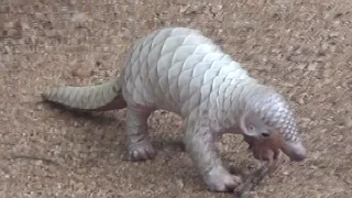 Baby Pangolin !