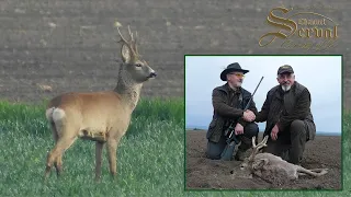 Trophy roebuck hunting in Backa Palanka, 2022