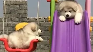 Cute Baby Alaska and Husky Doing Funny Things  - Compilation P1