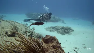 Reef Squid Encounter - Cozumel, MX