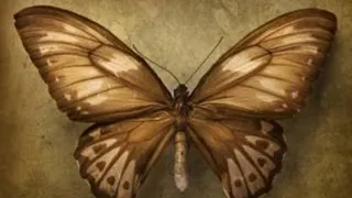 Brown butterfly meaning /peaceful soul 🙏🙏