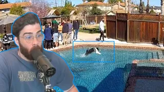 HasanAbi reacts to Daily Dose Of Internet - Dog Amazes People By Running Over Pool