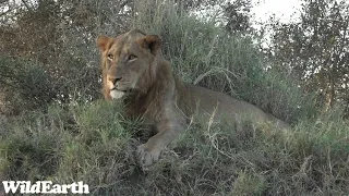 WildEarth - Sunrise Safari - 15 June 2023