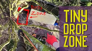 Tree removal in tight space | Tiny drop zone | Tree surgeon Tree Removal