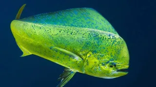 Dolphinfish - Fascination Facts About The Surface Dwelling Ray Finned Fish