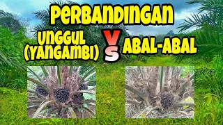 Sawit Unggul (Yangambi) vs Abal-abal