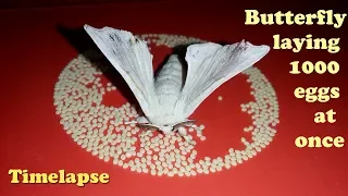 Single MOTH Goes Crazy on laying 1000 eggs | Silkworm Cocoon | Butterfly lifecycle timelapse