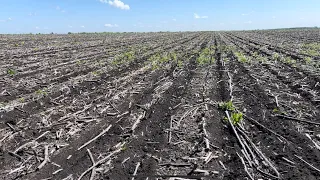 No-till vs Strip-till. Сємочка по Соняшнику восьмий рік!