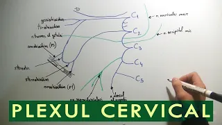 Plexul cervical