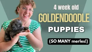 Meet our 4 week old mini/medium Goldendoodle puppies one by one!