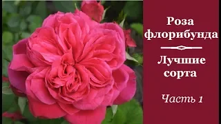 ❀ Роза флорибунда: лучшие сорта. Часть 1