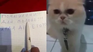 котик читает