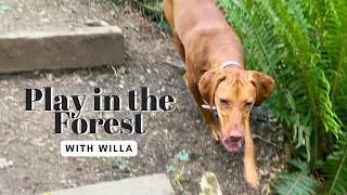 Vizsla Plays In The Forest