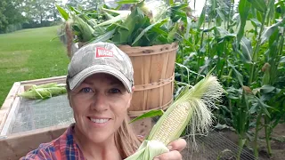 How to Know When Sweet Corn Is Ready to Harvest!