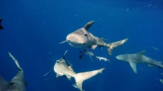 Free Diving with Bull Sharks, Lemon Sharks, Hammerhead and Tiger in Florida