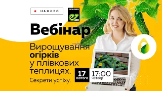 Вирощування ОГІРКІВ у плівкових теплицях. СЕКРЕТИ УСПІХУ.