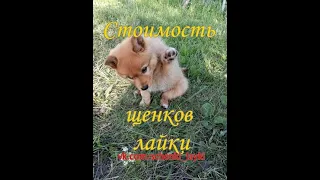 Стоимость щенков лайки