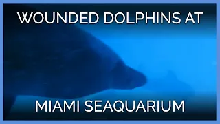 Wounded and Scarred Dolphins at the Miami Seaquarium